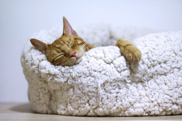 クッションで眠る猫の写真