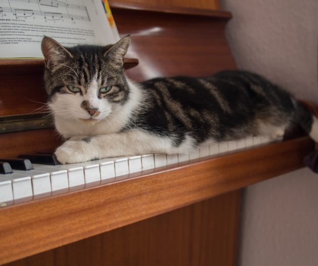 ピアノに乗る猫