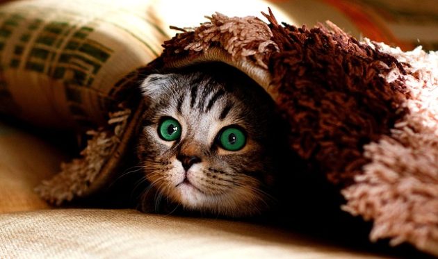 毛布から顔をのぞかせる猫