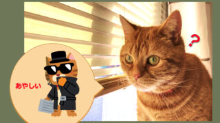 あやしい猫